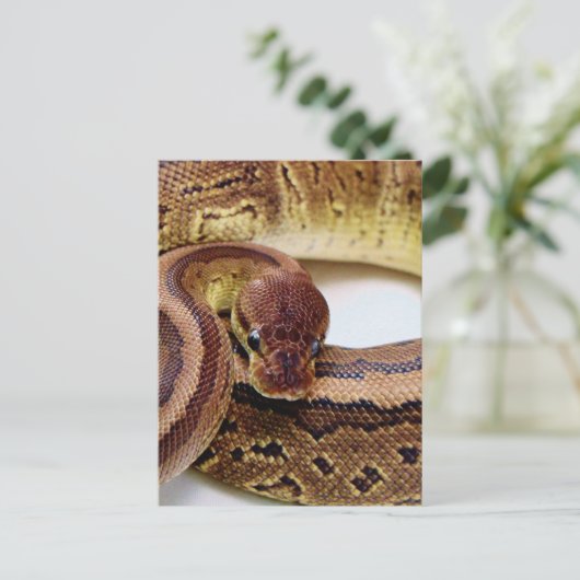Brown Ball Python Resting Briefkaart (Staand voorkant)