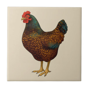 Brown Barnevelder Hen Chicken Tegeltje