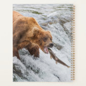 Brown Bear Catches Red Salmon (Dos)