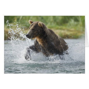 Brown Bear chasing salmon in river