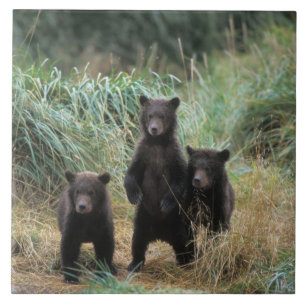 brown bear, Ursus arctos, grizzly bear, Ursus 7 Tegeltje