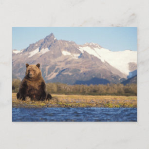 brown bear, Ursus arctos, grizzly bear, Ursus Briefkaart