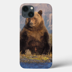 brown bear, Ursus arctos, grizzly bear, Ursus iPhone 13 Hoesje