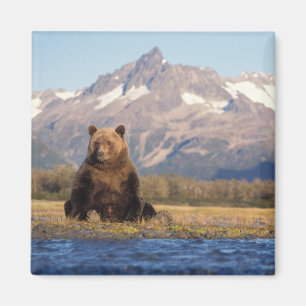 brown bear, Ursus arctos, grizzly bear, Ursus Magneet