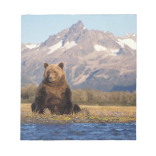 brown bear, Ursus arctos, grizzly bear, Ursus Notitieblok