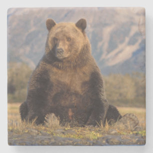 brown bear, Ursus arctos, grizzly bear, Ursus Stenen Onderzetter
