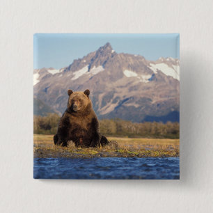 brown bear, Ursus arctos, grizzly bear, Ursus Vierkante Button 5,1 Cm
