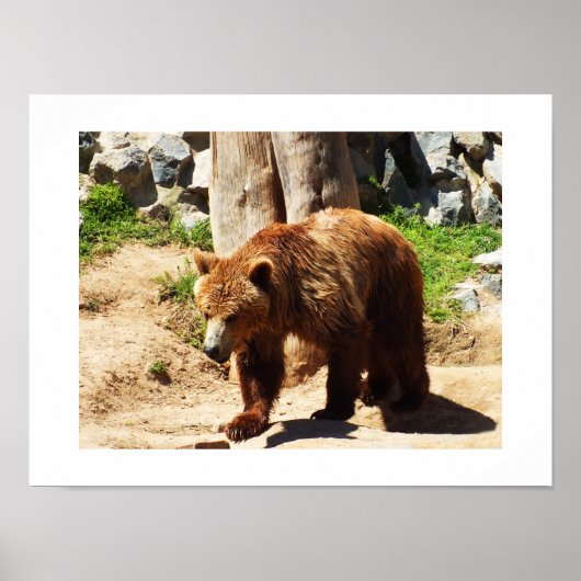 Brown bear walking poster (Voorkant)