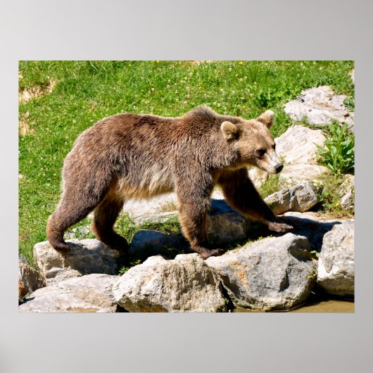 Brown bear walking poster (Voorkant)