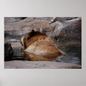 Brown Bears Poster (Voorkant)