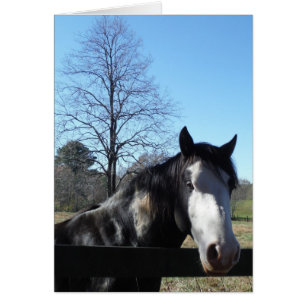 Brown &blanc, Cheval Peint, ciel bleu vif