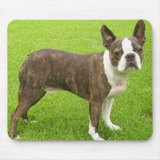 Brown Boston Terrier Standing Mousepad Muismat (Voorkant)