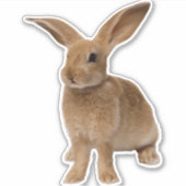 Brown Bunny Sticker (Voorkant)