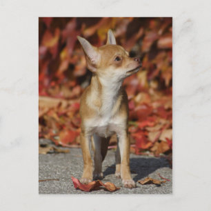 Brown Chihuahua Puppy Briefkaart