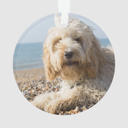 Brown Cockapoo Dog (dos)