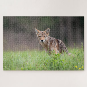Brown Coyote, Canadese Wildlife Fotografie Legpuzzel
