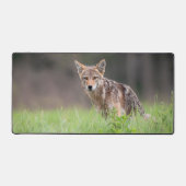 Brown Coyote, Canadian Wildlife Photography (Recto)