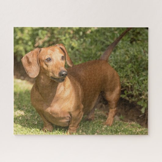Brown Dachshund Legpuzzel (Horizontaal)