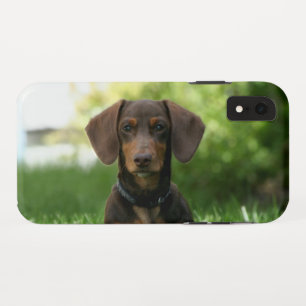 Brown Dachshund Puppy iPhone XR Hoesje