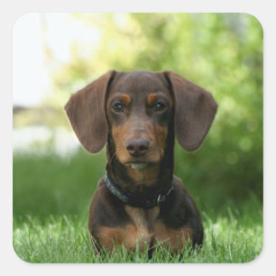 Brown Dachshund Puppy Vierkante Sticker