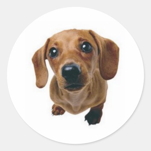 Brown Dachshund Ronde Sticker (Voorkant)