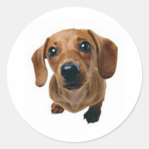 Brown Dachshund Ronde Sticker