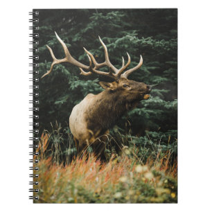 BROWN DEER OP GROENE GRAS TIJDENS DAG NOTITIEBOEK