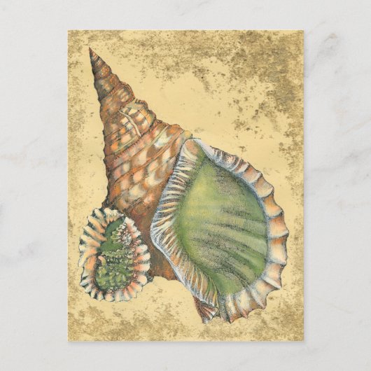 Brown en Green Seashell Briefkaart (Voorkant)