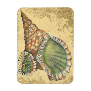Brown en Green Seashell Magneet