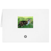 Brown et White Cat (Dos Horizontal)