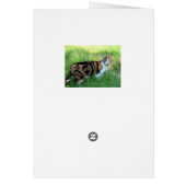 Brown et White Cat (Dos)