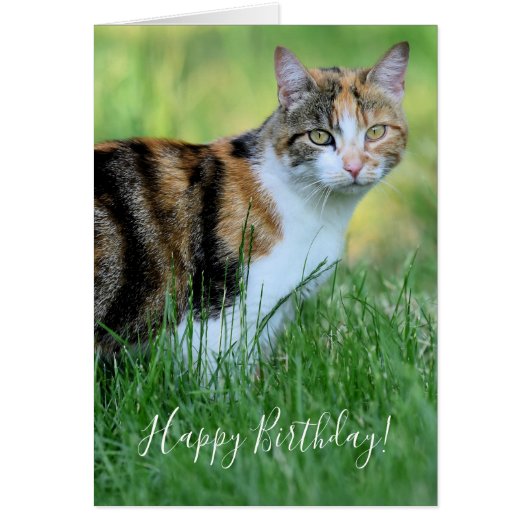 Brown et White Cat (Devant)