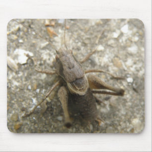 Brown Field Cricket Mousepad Muismat