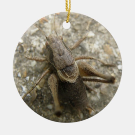 Brown Field Cricket Ornament (Voorkant)
