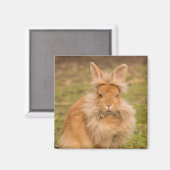 Brown Fluffy Lionhead Dwarf Bunny Rabbit Magneet (Voorkant / Achterkant)