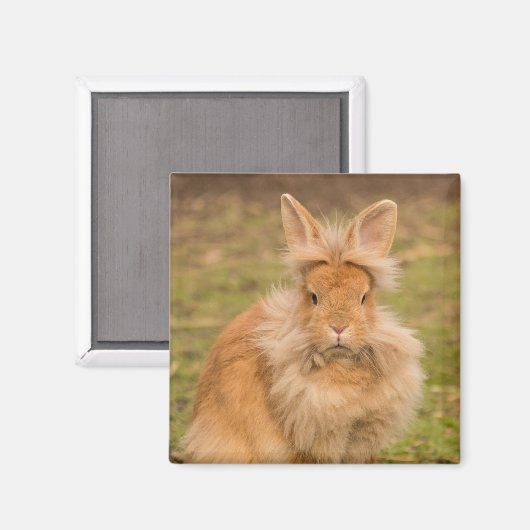 Brown Fluffy Lionhead Dwarf Bunny Rabbit Magneet (Voorkant / Achterkant)