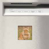 Brown Fluffy Lionhead Dwarf Bunny Rabbit Magneet (Insitu (Vaatwasser))