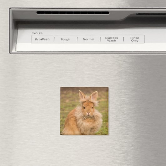 Brown Fluffy Lionhead Dwarf Bunny Rabbit Magneet (Insitu (Vaatwasser))
