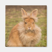 Brown Fluffy Lionhead Dwarf Bunny Rabbit Magneet (Voorkant)