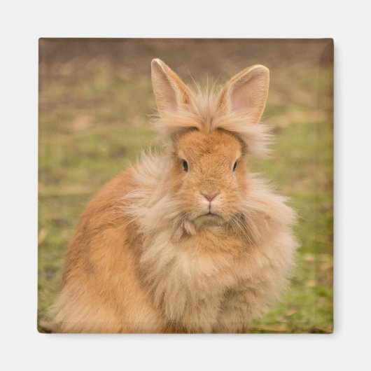 Brown Fluffy Lionhead Dwarf Bunny Rabbit Magneet (Voorkant)