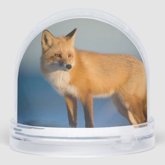 Brown Fox (Arrière)