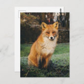 Brown Fox Photo Briefkaart (Voorkant / Achterkant)