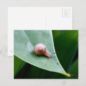 Brown Garden Snagel Briefkaart (Voorkant / Achterkant)