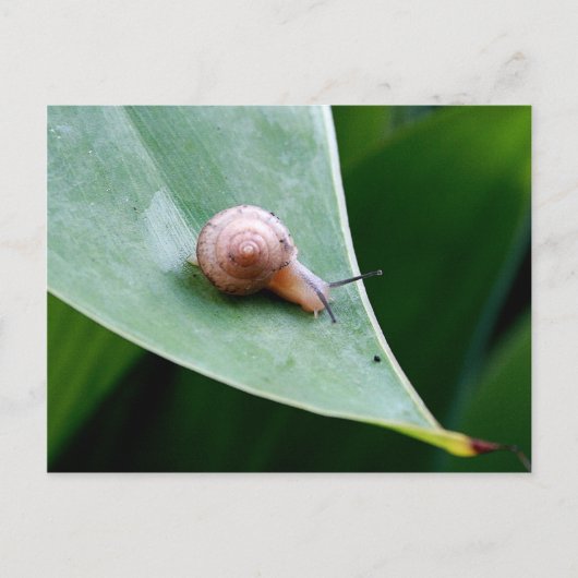 Brown Garden Snagel Briefkaart (Voorkant)