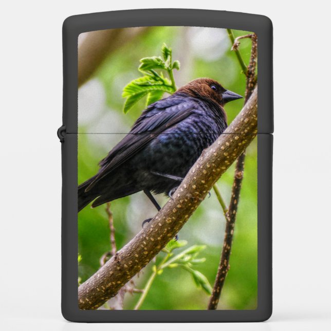Brown Headed Cowbird (Voorkant)