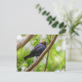 Brown Headed Cowbird Briefkaart (Staand voorkant)