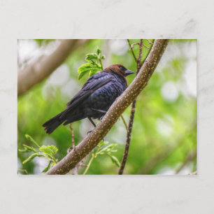 Brown Headed Cowbird Briefkaart