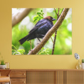 Brown Headed Cowbird Canvas Afdruk (Insitu (Woonkamer))