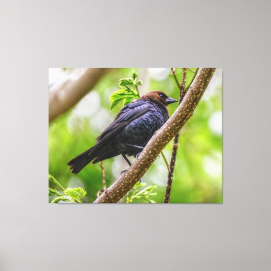 Brown Headed Cowbird Canvas Afdruk (Voorkant)