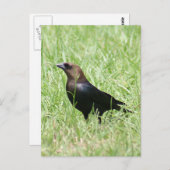 Brown Headed Cowbird Foto Briefkaart (Voorkant / Achterkant)